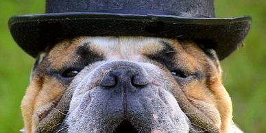 bulldog-2489829__480